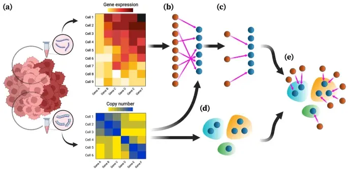 The input data for MaCroDNA consists of tables of scRNA-seq gene expression read counts (or their logarithmically transformed values) and scDNA-seq absolute copy numbers (or their logarithmically transformed values), assumed to be obtained from the same tissue. Distinct clones are distinguished by their color saturation. From the gene expression and copy number matrices (pixel color intensity is proportional to the copy number/gene expression ratio), MaCroDNA identifies the association of scRNA-seq cells (dark orange circles) with gene expression values ​​to scDNA-seq cells (dark blue circles) with copy number values. When the number of scRNA-seq cells exceeds the number of scDNA-seq cells (as in the previous example), MaCroDNA infers the correspondence between cells (indicated by pink arrows) by solving a series of maximal weighted bipartite matching problems (in this example, two steps are required). First, only six scRNA-seq cells (the same number as scDNA-seq cells) are assigned to the scDNA-seq cells in such a way that no pair of scRNA-seq cells is associated with the same scDNA-seq cell, and the sum of the Pearson correlation coefficients between the pairs is maximized. The scRNA-seq cells whose matches were identified in the previous step are removed. Then, the three remaining scRNA-seq cells are assigned to the best scDNA-seq cells one at a time, according to the same correlation-based criterion. d Clones are inferred from scDNA-seq data using a chosen algorithm (clones are represented by blue, orange, and green bubbles). e Knowing the intercellular correspondences and clonal assignment of scDNA-seq cells, we can assign scRNA-seq cells to scDNA-seq clones. The clonal assignment of an scRNA-seq cell is that of its corresponding scDNA-seq cell. This figure was created with