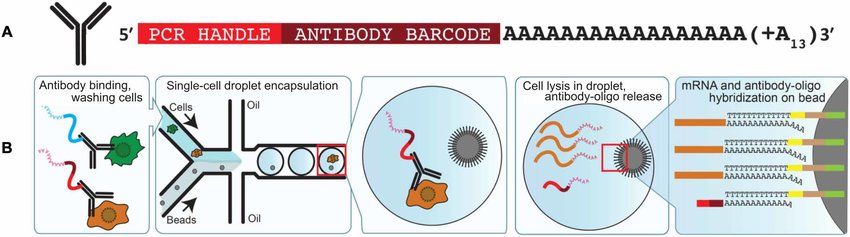 Illustration of DNA barcode antibodies used in CITE-seq. (B) Schematic representation of CITE-seq combined with Drop-seq. Cells are incubated with antibodies, washed, and then passed through a microfluidic chip where a cell and a bead are sometimes encapsulated in the same droplet. After cell lysis, antibody mRNAs and oligonucleotides hybridize to oligonucleotides present on Drop-seq beads, thus linking cell barcodes to cell transcripts and antibody-derived oligonucleotides [adapted from Stoeckius et al.].